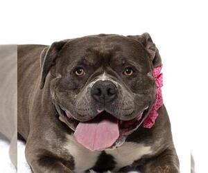 Bulldog-Unknown Mix Dogs for adoption in Santa Maria, CA, USA