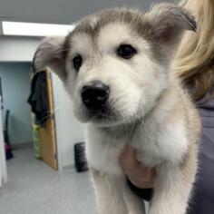 Alaskan Malamute Dogs for adoption in Dallas, TX, USA