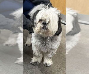 Shih Tzu Dogs for adoption in Forestville, MD, USA