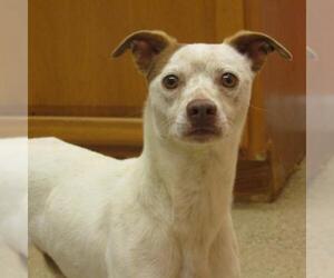 Jack-Rat Terrier Dogs for adoption in York, SC, USA