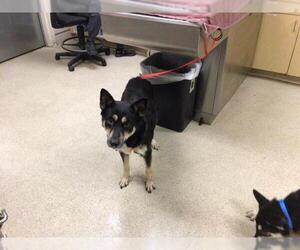 German Shepherd Dog-Unknown Mix Dogs for adoption in Riverside, CA, USA