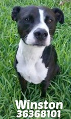Medium Photo #1 American Staffordshire Terrier Puppy For Sale in San Antonio, TX, USA