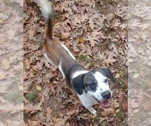 Feist Terrier-Unknown Mix Dogs for adoption in Fredericksburg, VA, USA
