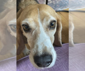 Beagle-Unknown Mix Dogs for adoption in Thomasville, NC, USA