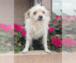 Mutt Dogs for adoption in Jackson, CA, USA