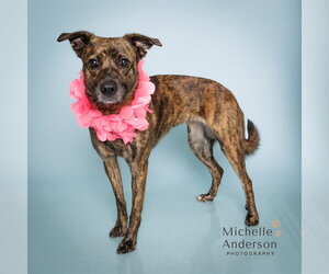 Labrador Retriever-Unknown Mix Dogs for adoption in Corona, CA, USA