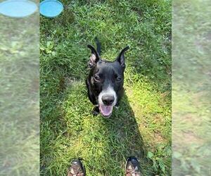 American Pit Bull Terrier-Unknown Mix Dogs for adoption in Brewster, MA, USA