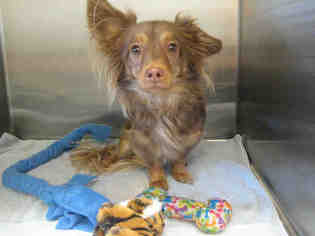 Chiweenie Dogs for adoption in Norco, CA, USA