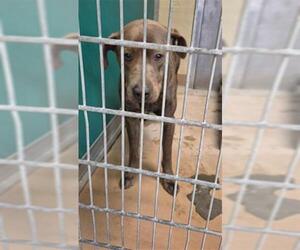 Staffordshire Bull Terrier-Unknown Mix Dogs for adoption in Texas City, TX, USA
