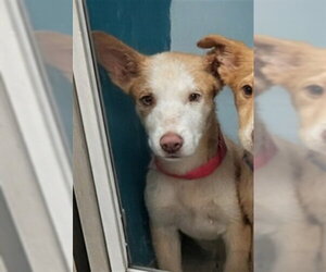 Siberian Husky-Unknown Mix Dogs for adoption in Oklahoma City, OK, USA