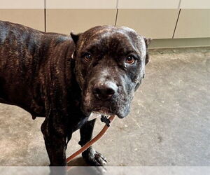 Presa Canario-Unknown Mix Dogs for adoption in Tavares, FL, USA