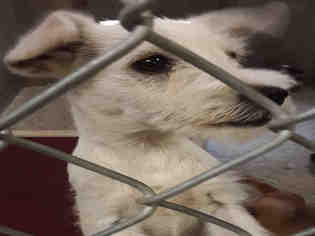 Mutt Dogs for adoption in Lodi, CA, USA