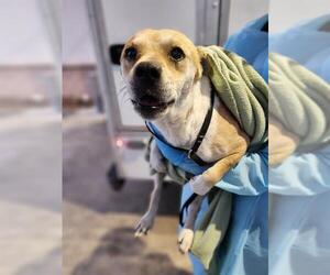 Mutt Dogs for adoption in San Antonio, TX, USA