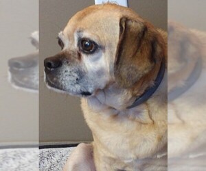 Puggle Dogs for adoption in Rowayton, CT, USA