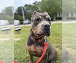 American Pit Bull Terrier-Unknown Mix Dogs for adoption in Virginia Beach, VA, USA