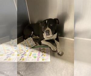 American Pit Bull Terrier Dogs for adoption in Modesto, CA, USA