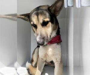 German Shepherd Dog Dogs for adoption in Houston, TX, USA