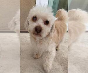 Lhasa-Poo Dogs for adoption in Long Beach, CA, USA