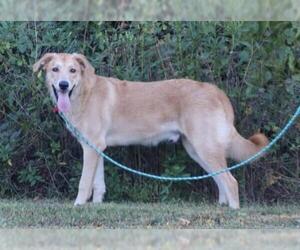 Golden Pyrenees Dogs for adoption in Eureka Springs, AR, USA