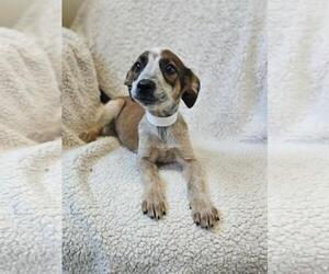 Black Mouth Cur-Unknown Mix Dogs for adoption in Rockwall, TX, USA