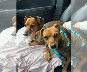 Dachshund Dogs for adoption in Uwchlan, PA, USA