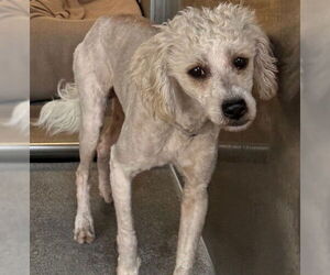 Mutt Dogs for adoption in Downey, CA, USA