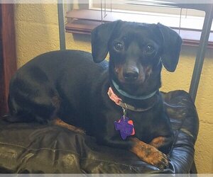 Dachshund Dogs for adoption in Amarillo, TX, USA