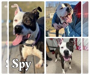 American Staffordshire Terrier Dogs for adoption in Pierceton , IN, USA
