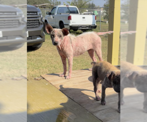 Labrador Retriever-Unknown Mix Dogs for adoption in Brewster, NY, USA