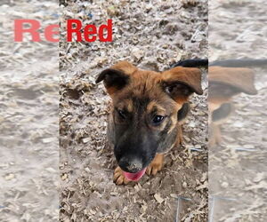 German Shepherd Dog-Unknown Mix Dogs for adoption in Benton, PA, USA