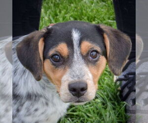 Beagle-Unknown Mix Dogs for adoption in Huntley, IL, USA