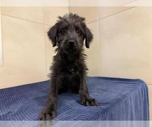 Mutt Dogs for adoption in Redwood City, CA, USA