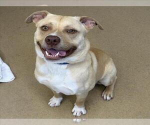 Shepradors Dogs for adoption in Derwood, MD, USA