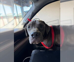 Mutt Dogs for adoption in Texas City, TX, USA