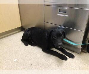 Labrador Retriever-Unknown Mix Dogs for adoption in Riverside, CA, USA