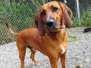 Redbone Coonhound Dogs for adoption in Anchorage, AK, USA