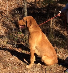 Golden Retriever-Unknown Mix Dogs for adoption in Harrison, AR, USA