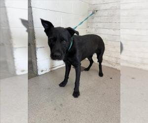 Mutt Dogs for adoption in San Bernardino, CA, USA