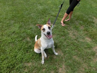 Mutt Dogs for adoption in Springfield, OH, USA