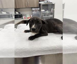 Mutt Dogs for adoption in Baytown, TX, USA