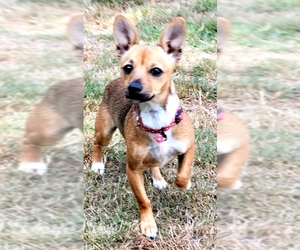 Chiweenie Dogs for adoption in Olalla, WA, USA