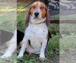 Bagle Hound Dogs for adoption in Valrico, FL, USA