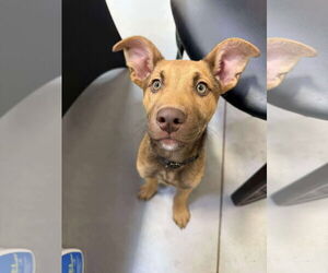 Mutt Dogs for adoption in Duluth, MN, USA