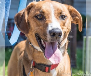 Sheprador Dogs for adoption in Munford, TN, USA