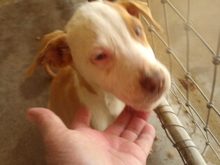 Medium Photo #1 Bulloxer Puppy For Sale in Bonifay, MO, USA