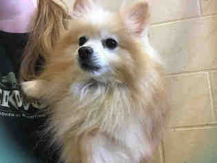 Pomeranian Dogs for adoption in Center Township, PA, USA