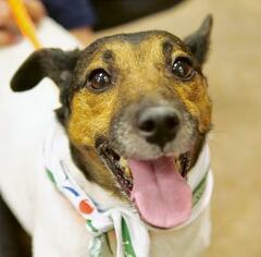 Pembroke Welsh Corgi Dogs for adoption in St. George, UT, USA