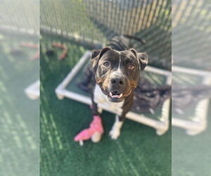 Mutt Dogs for adoption in Chula Vista, CA, USA