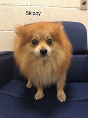 Pomeranian Dogs for adoption in Waynesboro, PA, USA