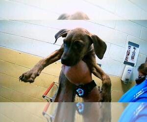 Mutt Dogs for adoption in Tulsa, OK, USA